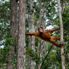 monkey in borneo, malaysia